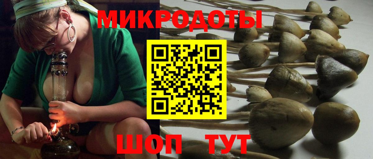 Галлюциногенные грибы Psilocybe Луховицы
